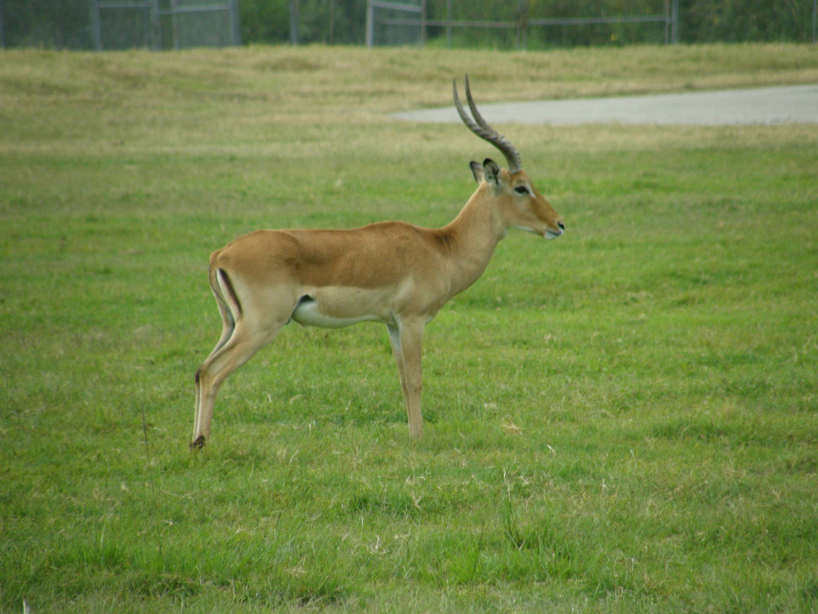 impala ram