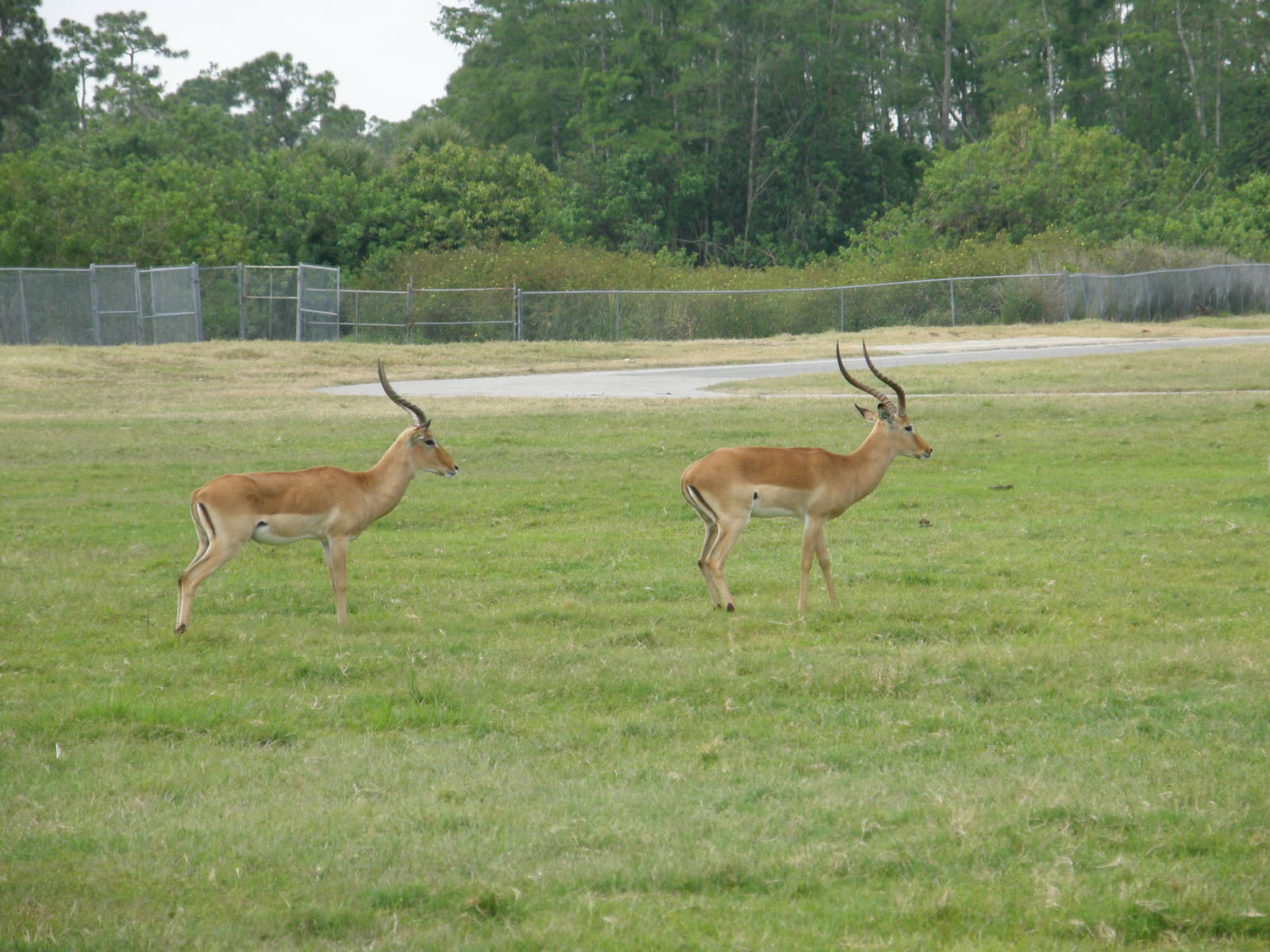 impala rams