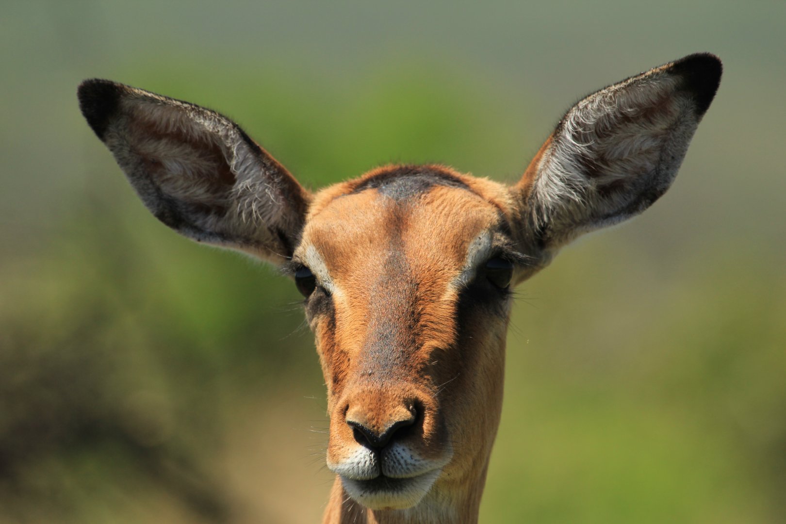 Impala (September 2012)