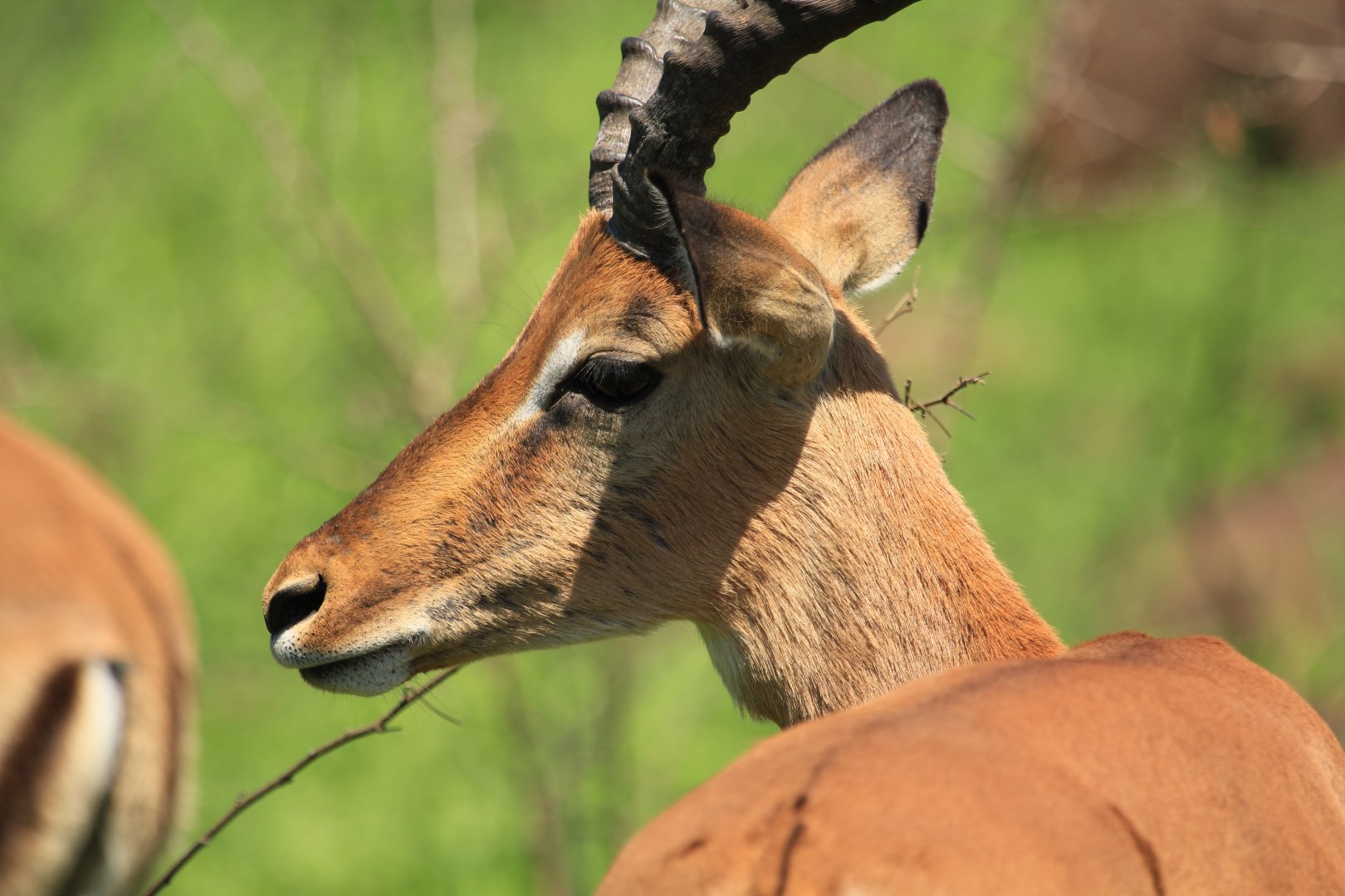Impala (September 2012)