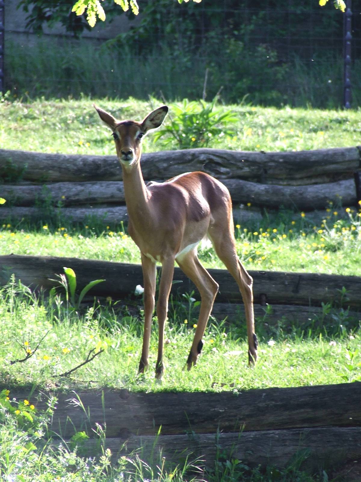 Impala @ Veszprem Zoo, Hungary