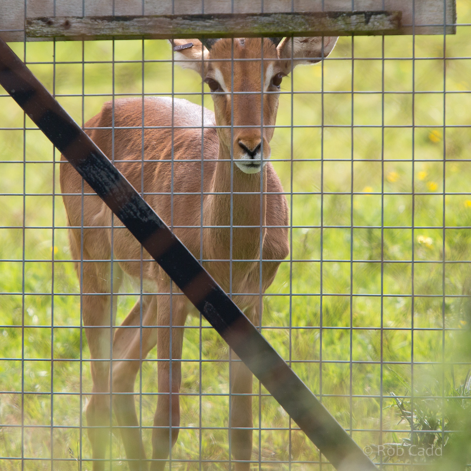 Impala : Whipsnade : 01 Jun 2014
