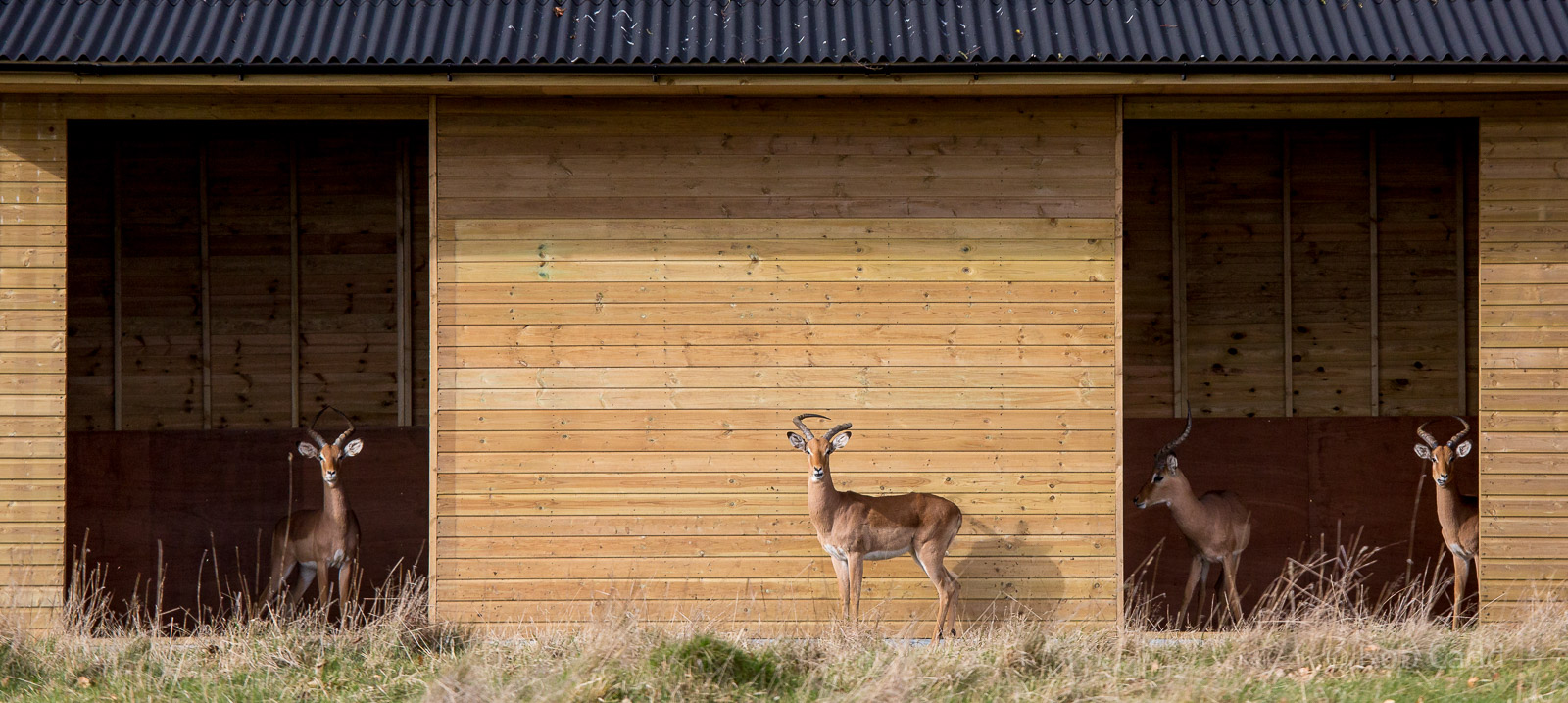 Impala : Whipsnade : 01 Mar 2015