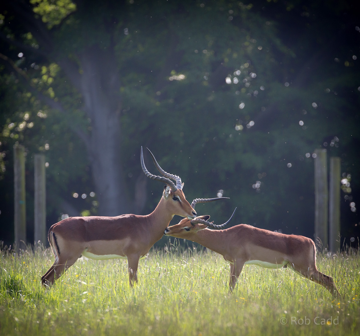 Impala : Whipsnade : 05 Jun 2016