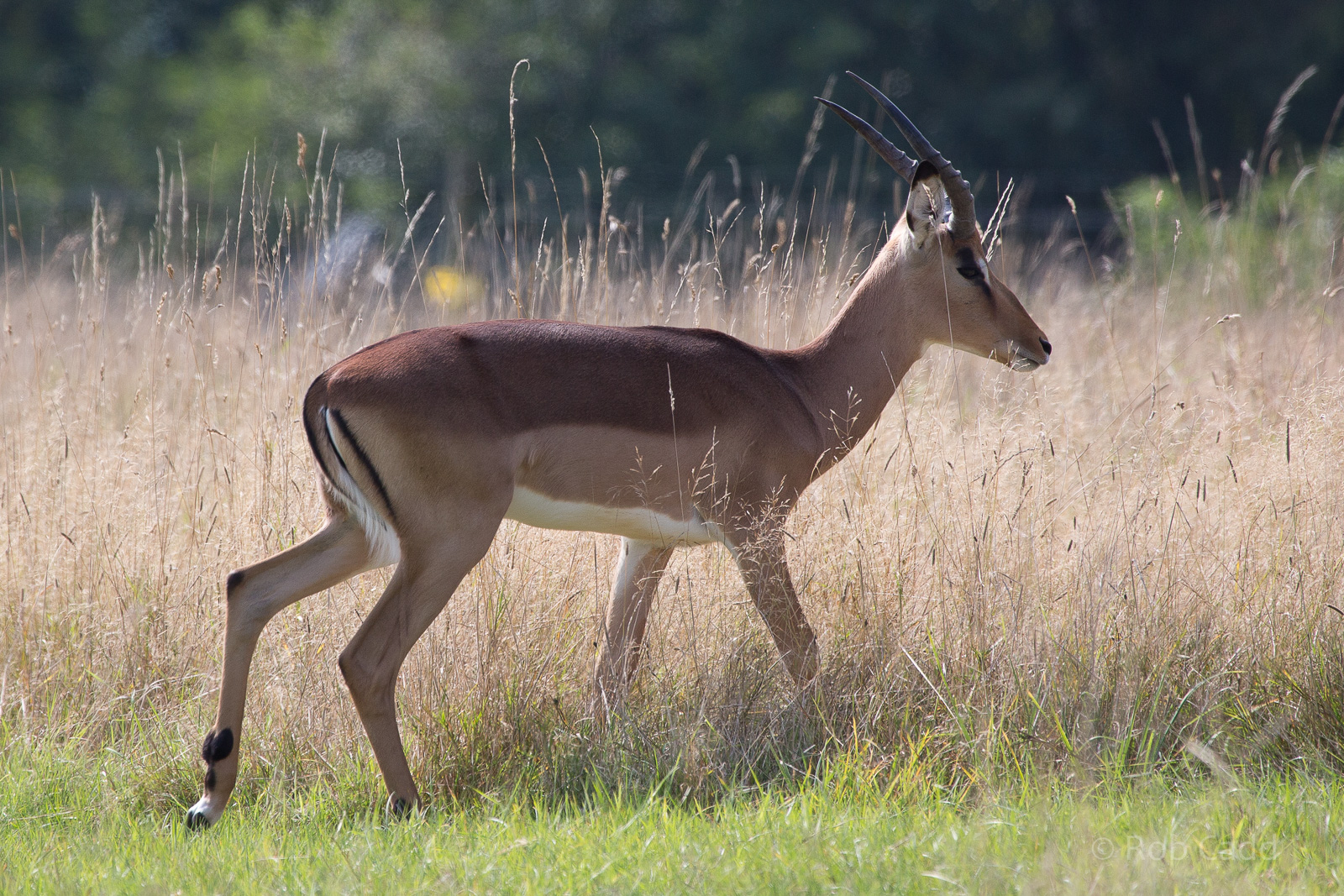 Impala : Whipsnade : 07 Sep 2014