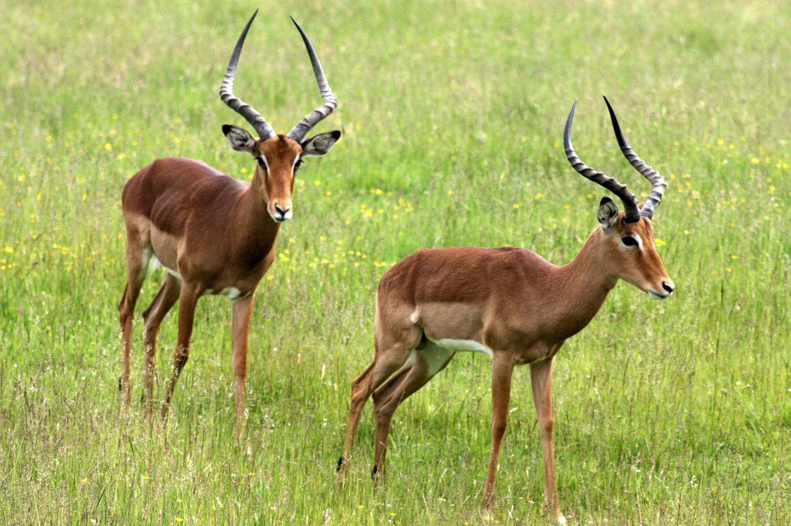 Impala; Whipsnade; 11th June 2016