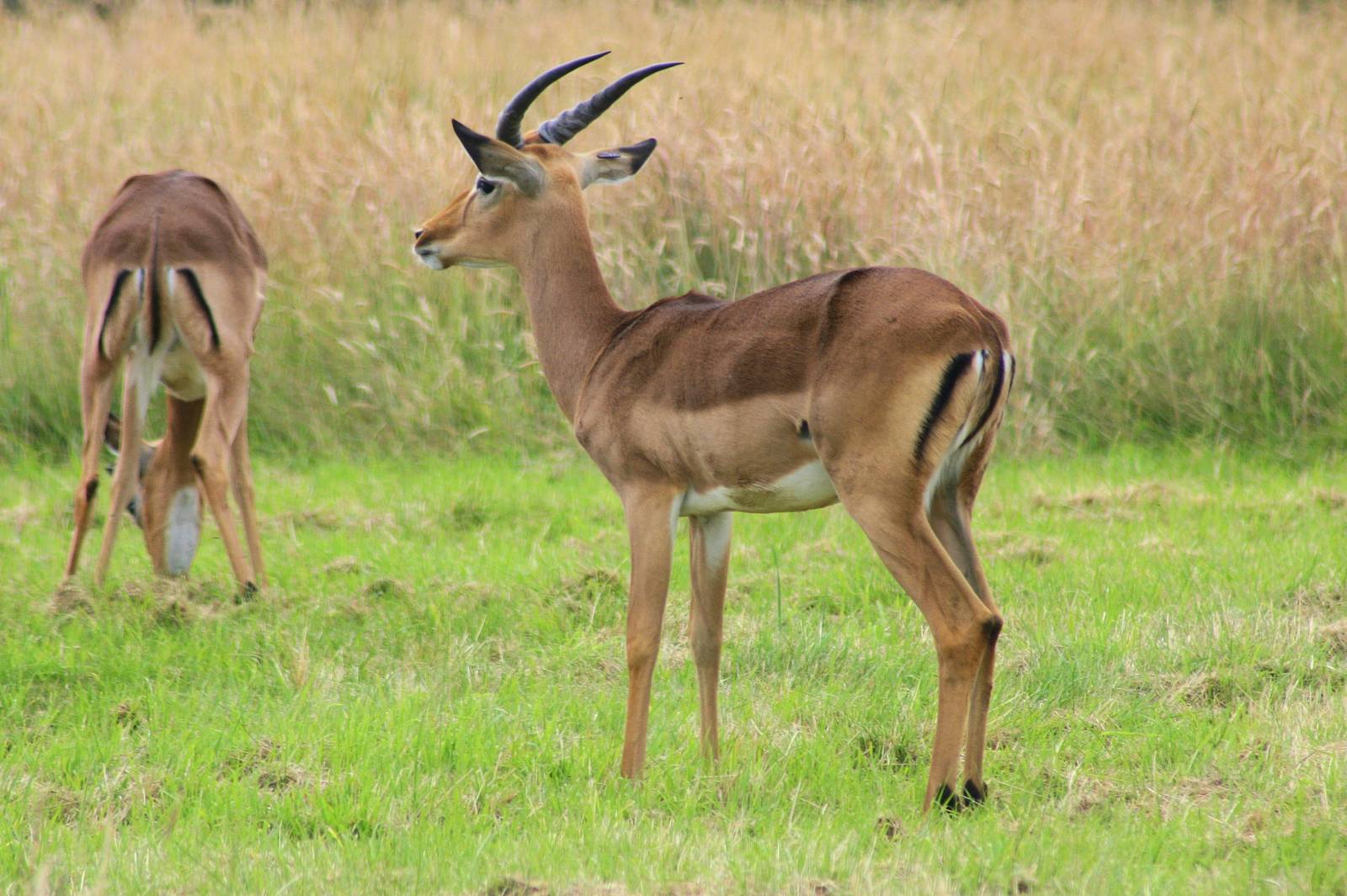 Impala; Whipsnade; 12th July 2014