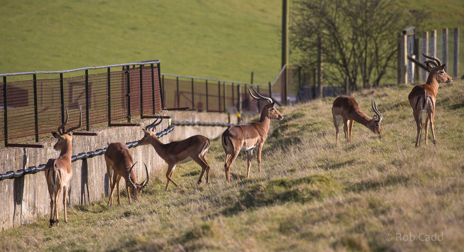 Impala : Whipsnade : 14 Mar 2016