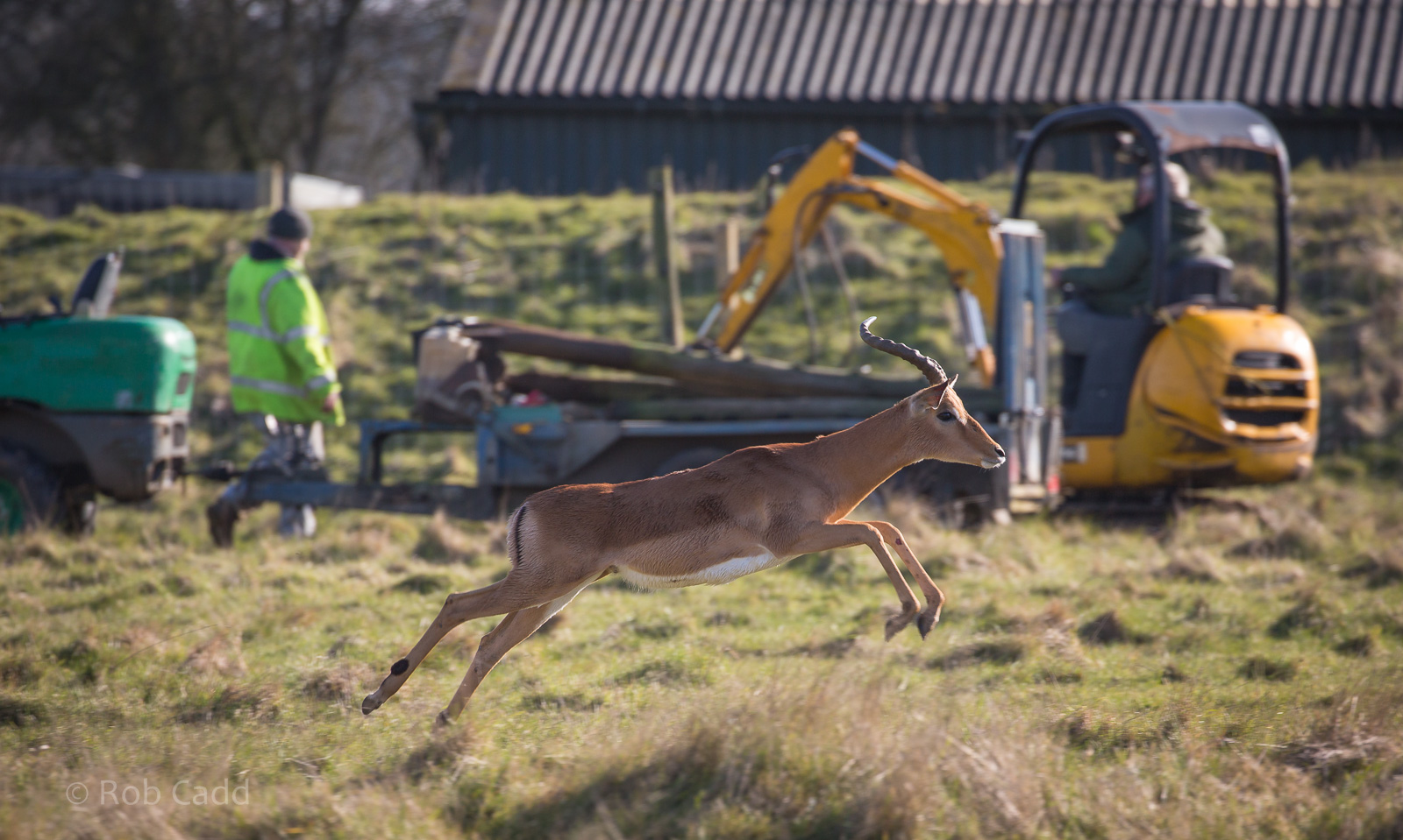 Impala : Whipsnade : 14 Mar 2016