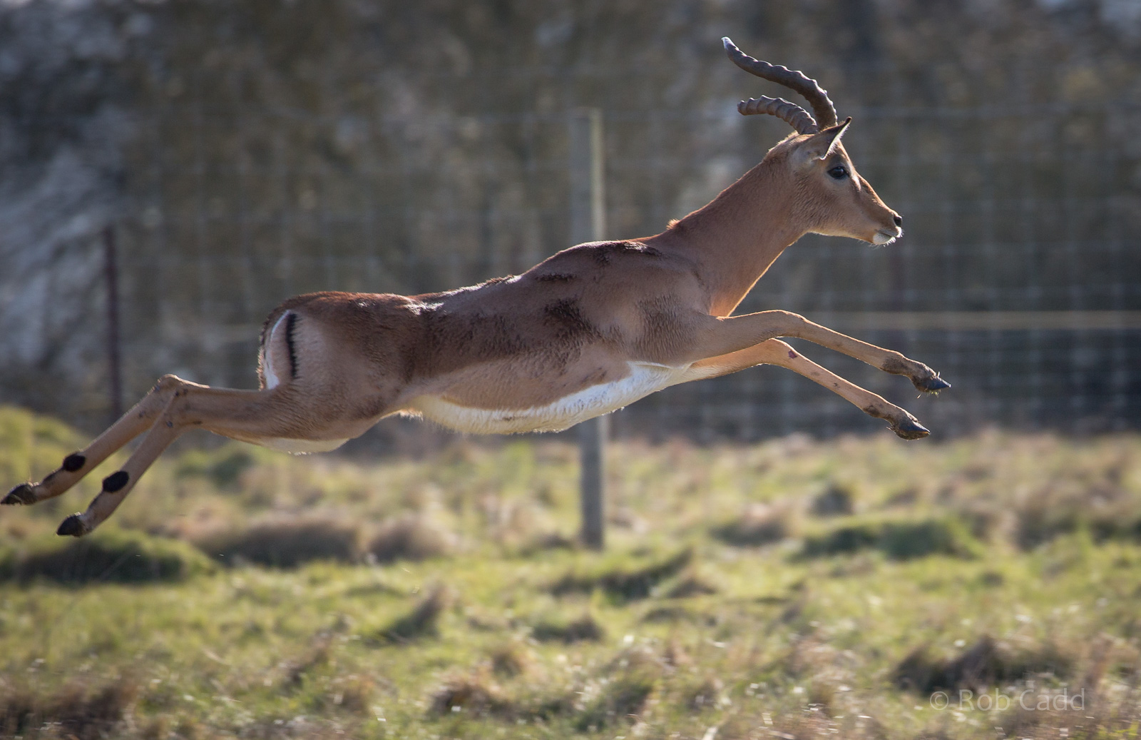 Impala : Whipsnade : 14 Mar 2016