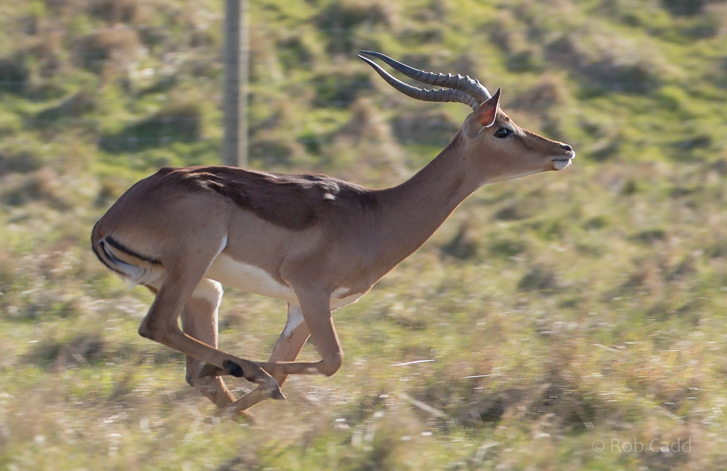 Impala : Whipsnade : 14 Mar 2016