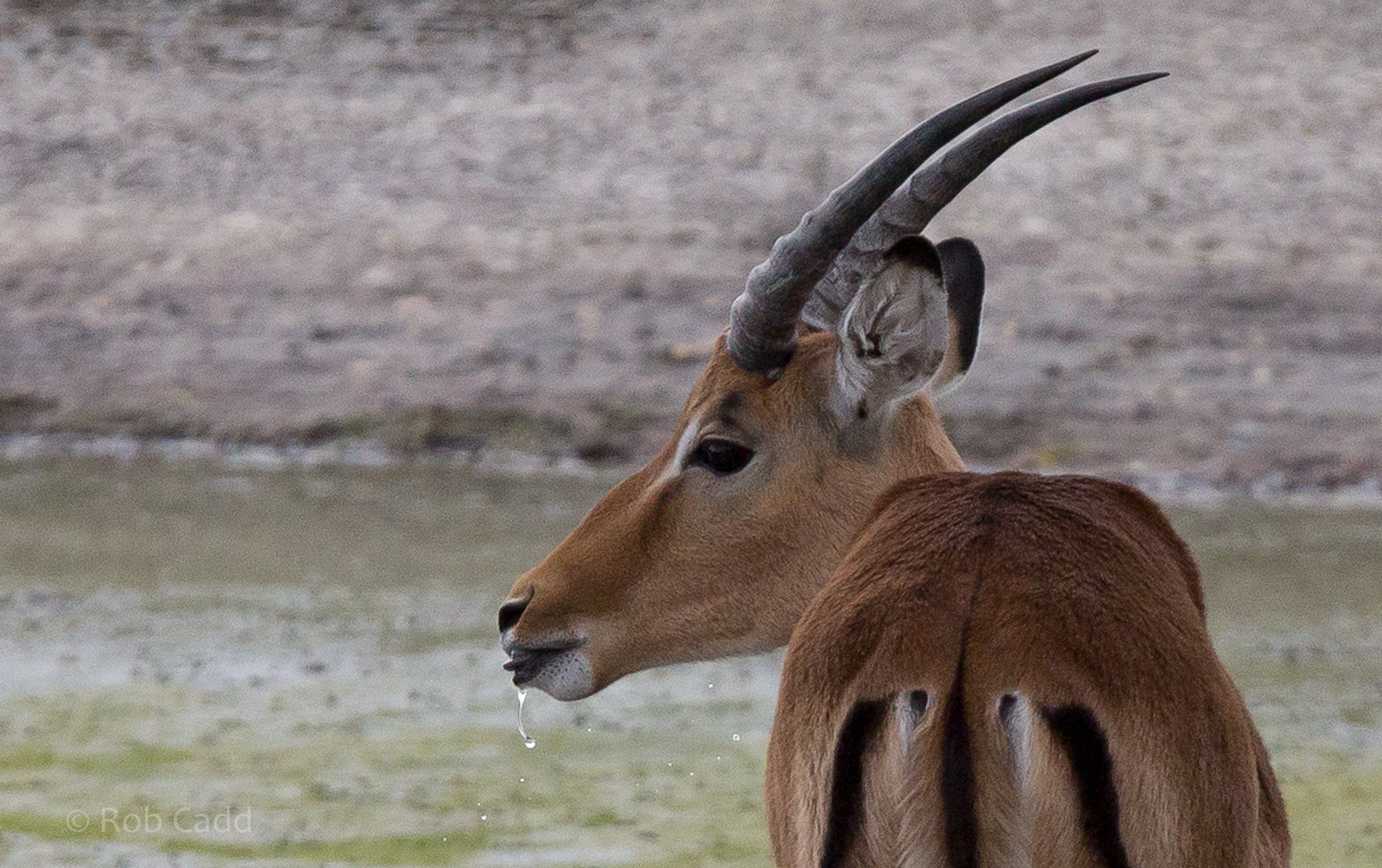 Impala : Whipsnade : 16 Aug 2014
