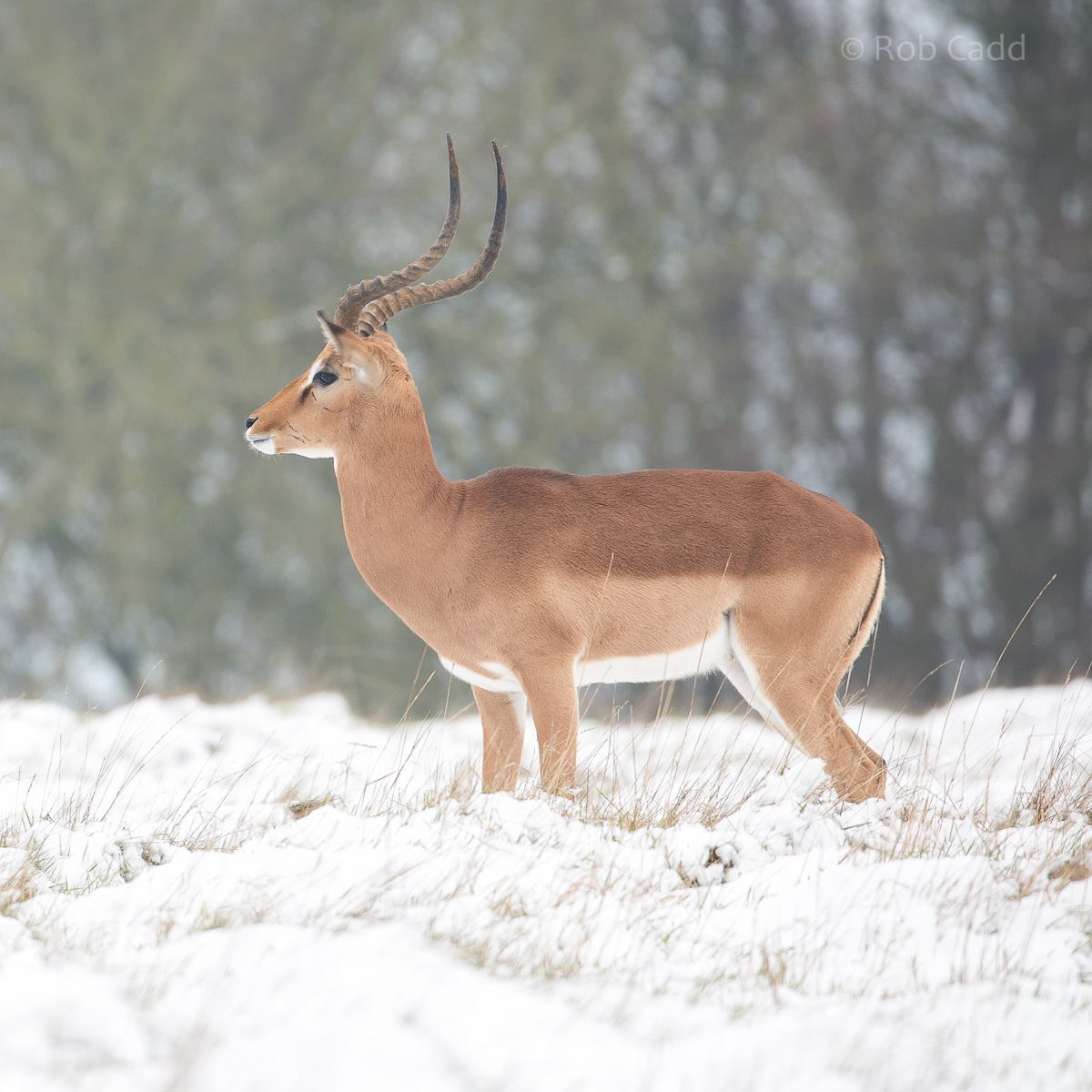 Impala : Whipsnade : 17 Jan 2016