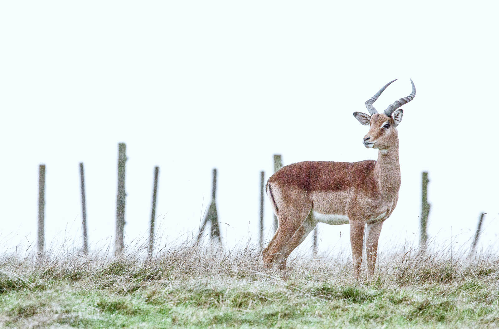 Impala : Whipsnade : 19 Nov 2015