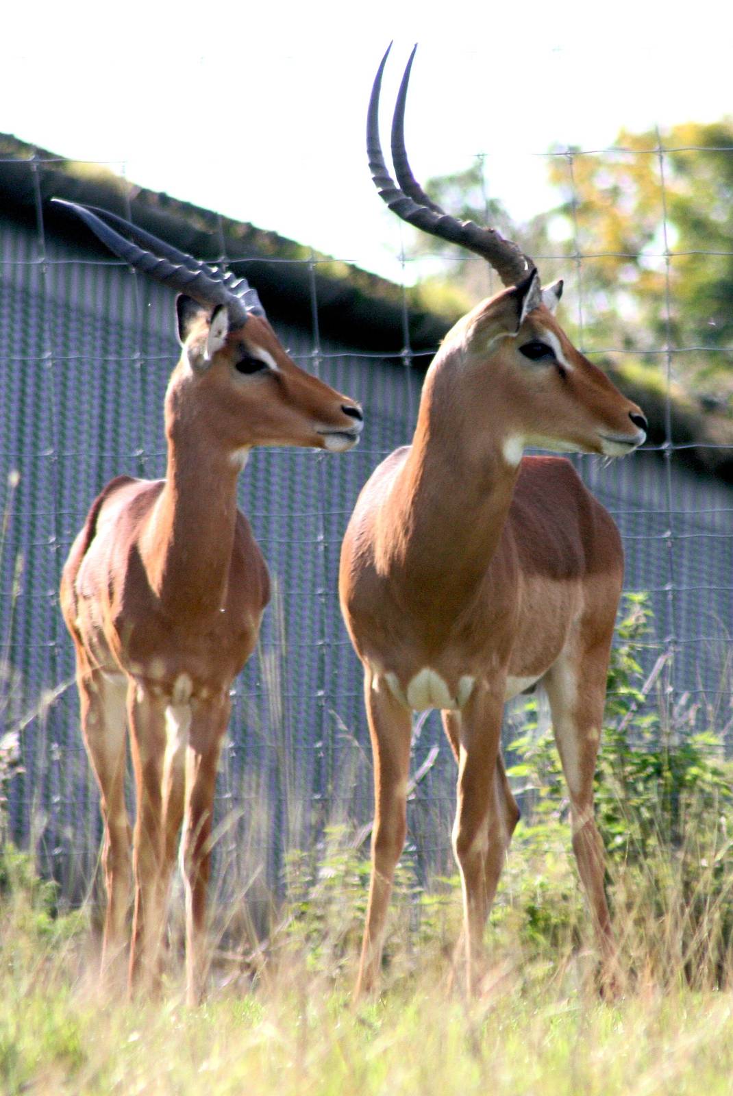 Impala;Whipsnade; 19th September 2015