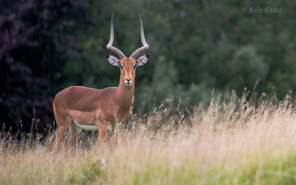 Impala : Whipsnade : 20 Aug 2017