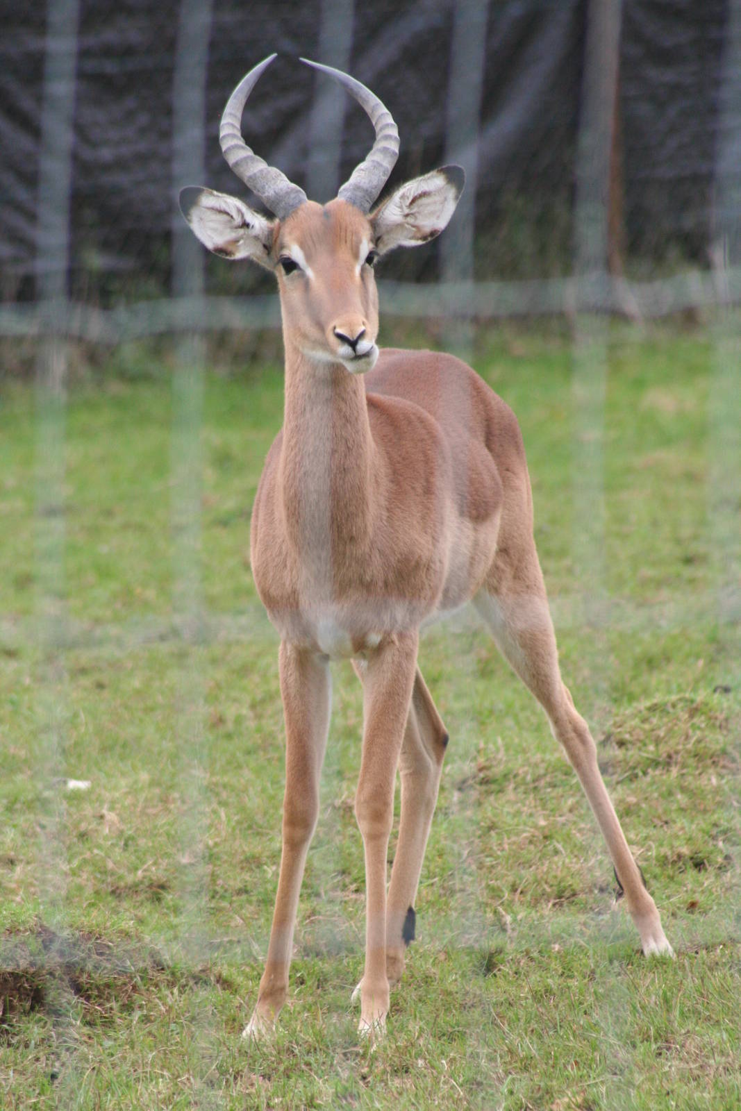 Impala @ Whipsnade 22.10.2014