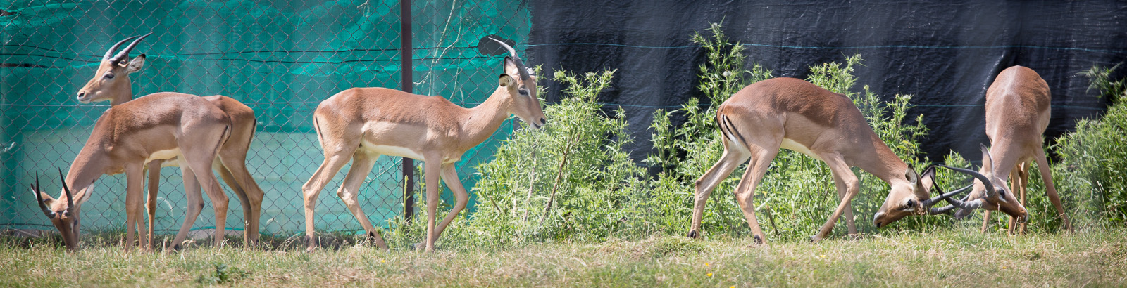 Impala : Whipsnade : 22 Jun 2014