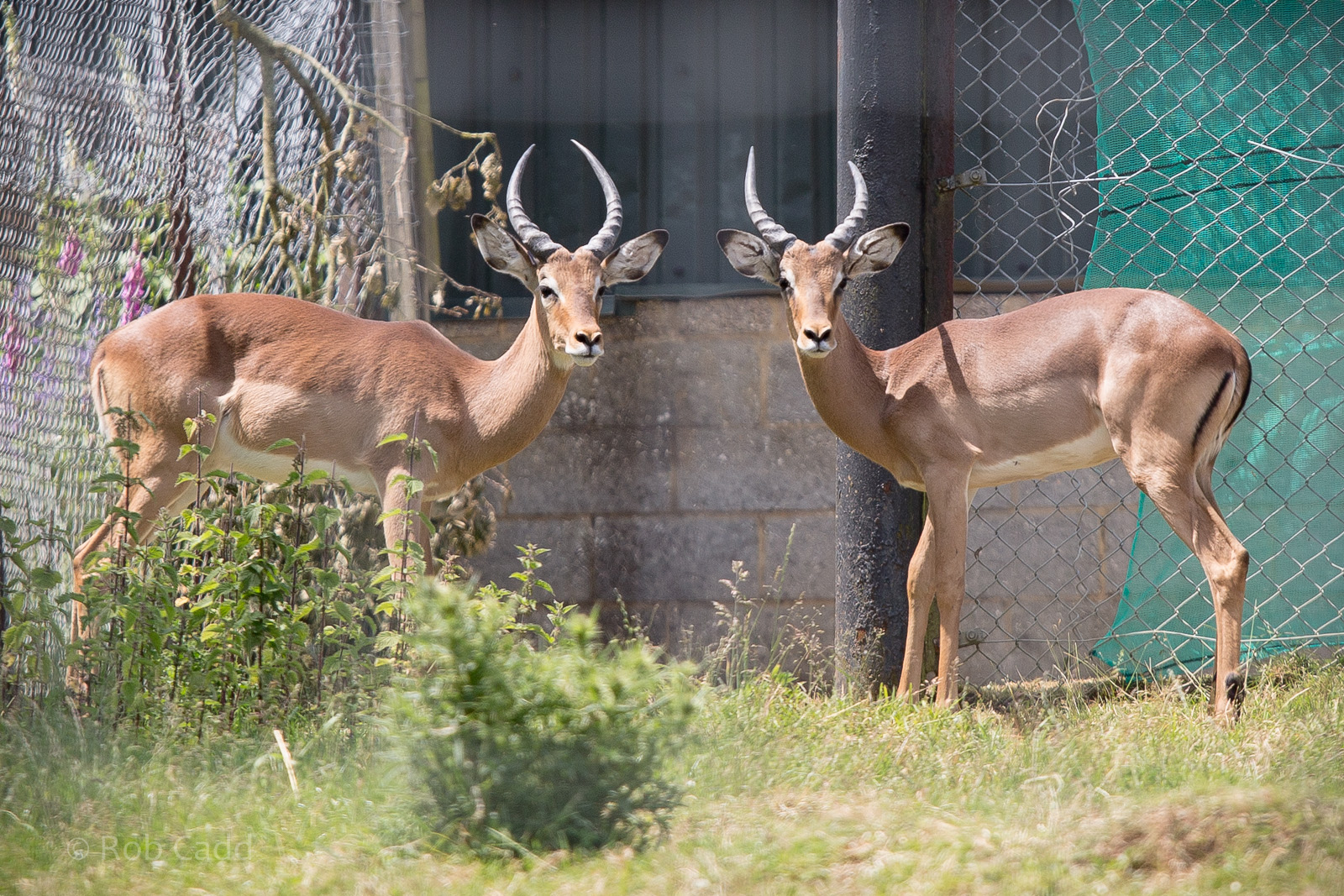Impala : Whipsnade : 22 Jun 2014