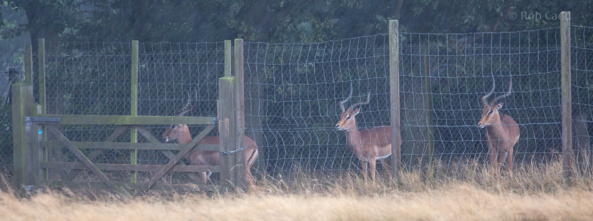 Impala : Whipsnade : 22 Sep 2019
