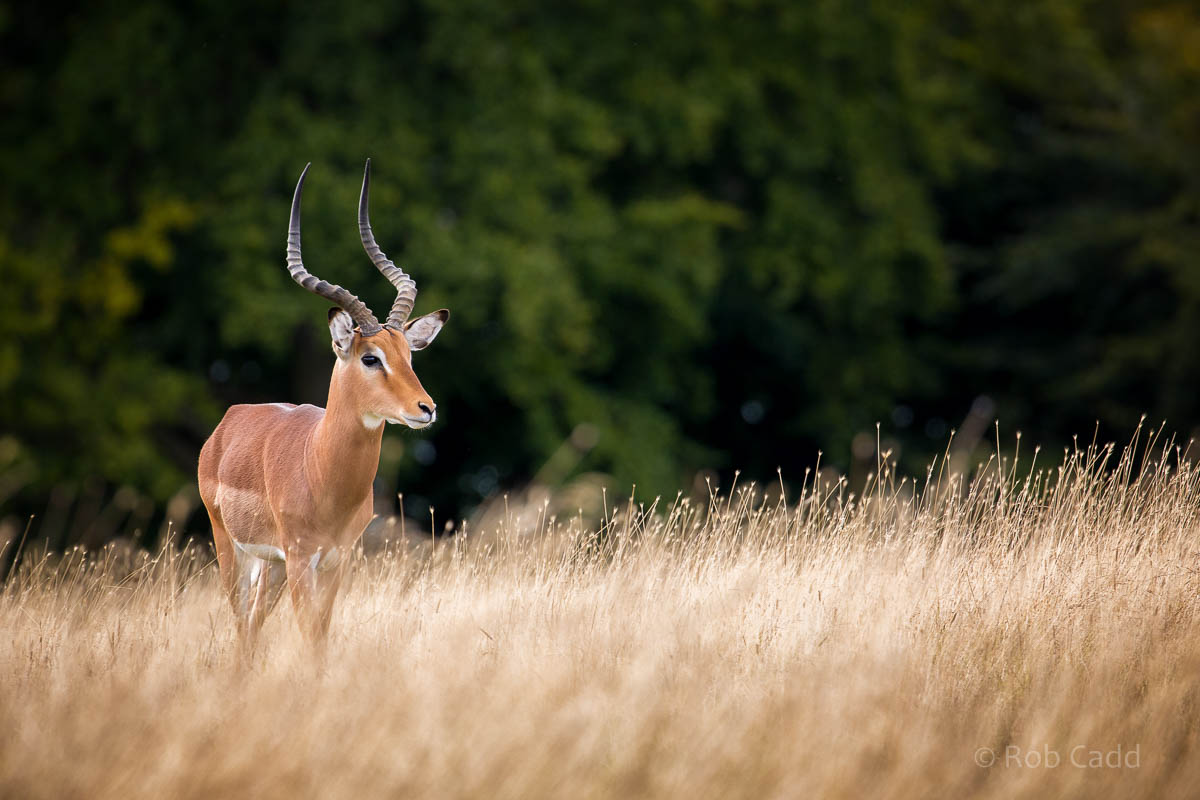 Impala : Whipsnade : 23 Aug 2015
