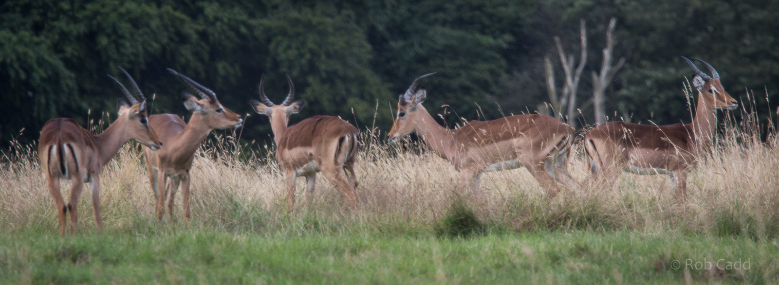 Impala : Whipsnade : 25 Jul 2014 [V]