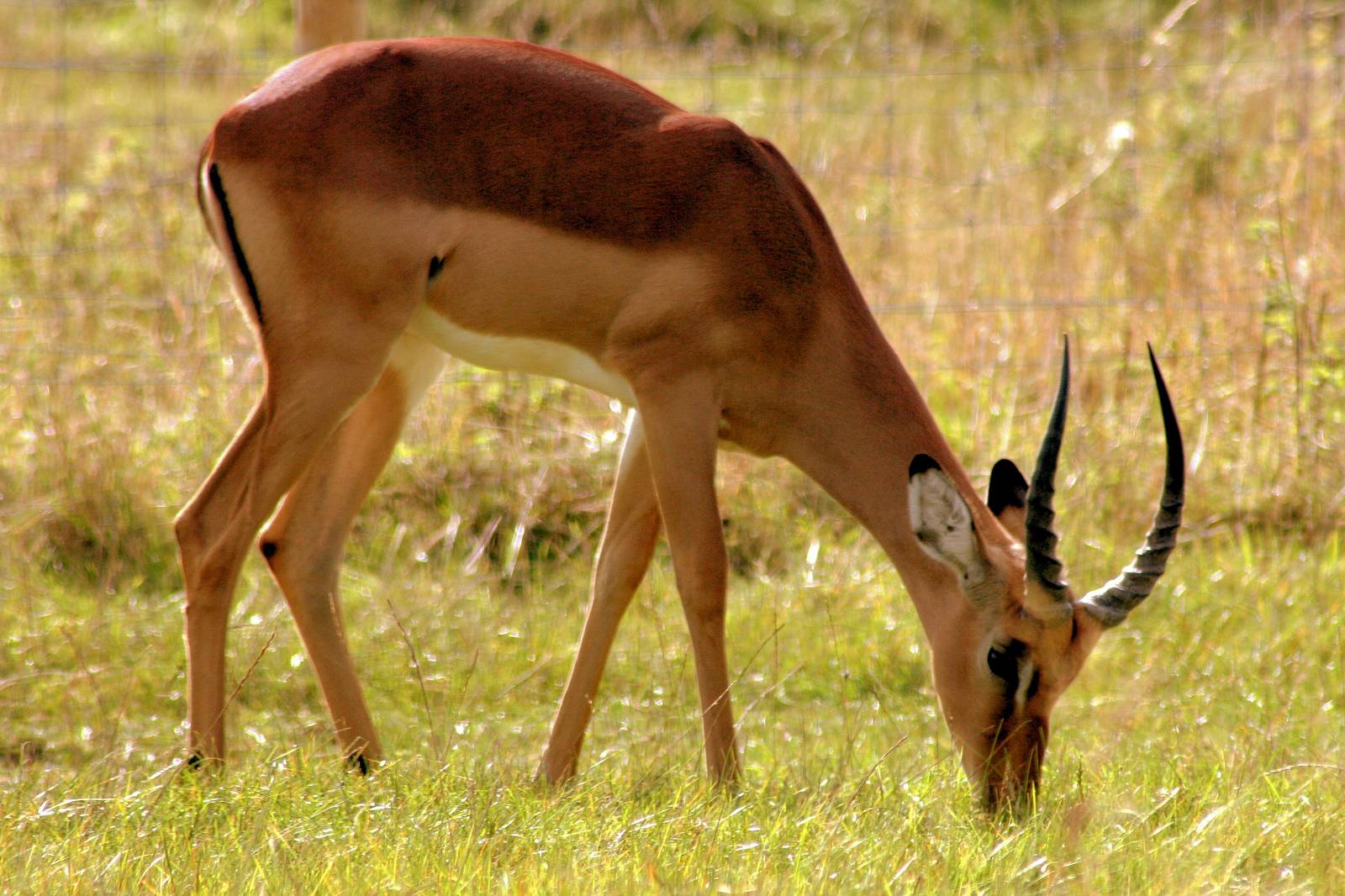Impala; Whipsnade; 27th September 2014