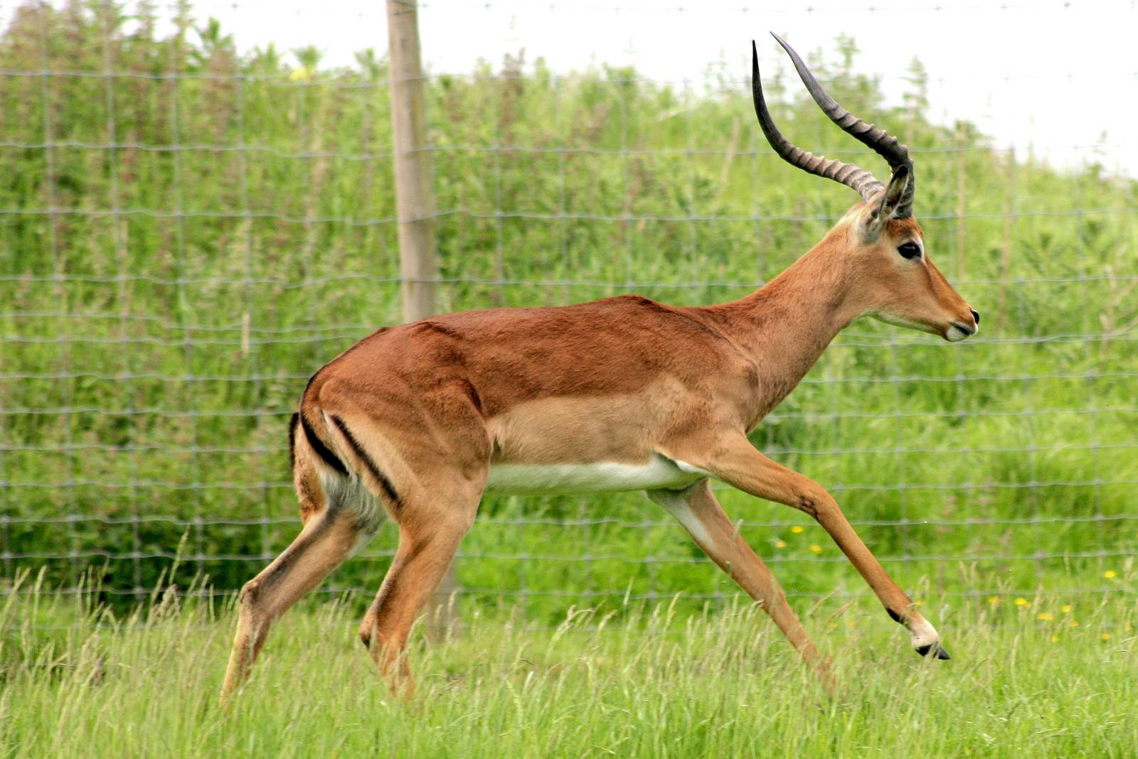 Impala; Whipsnade; 28th May 2016