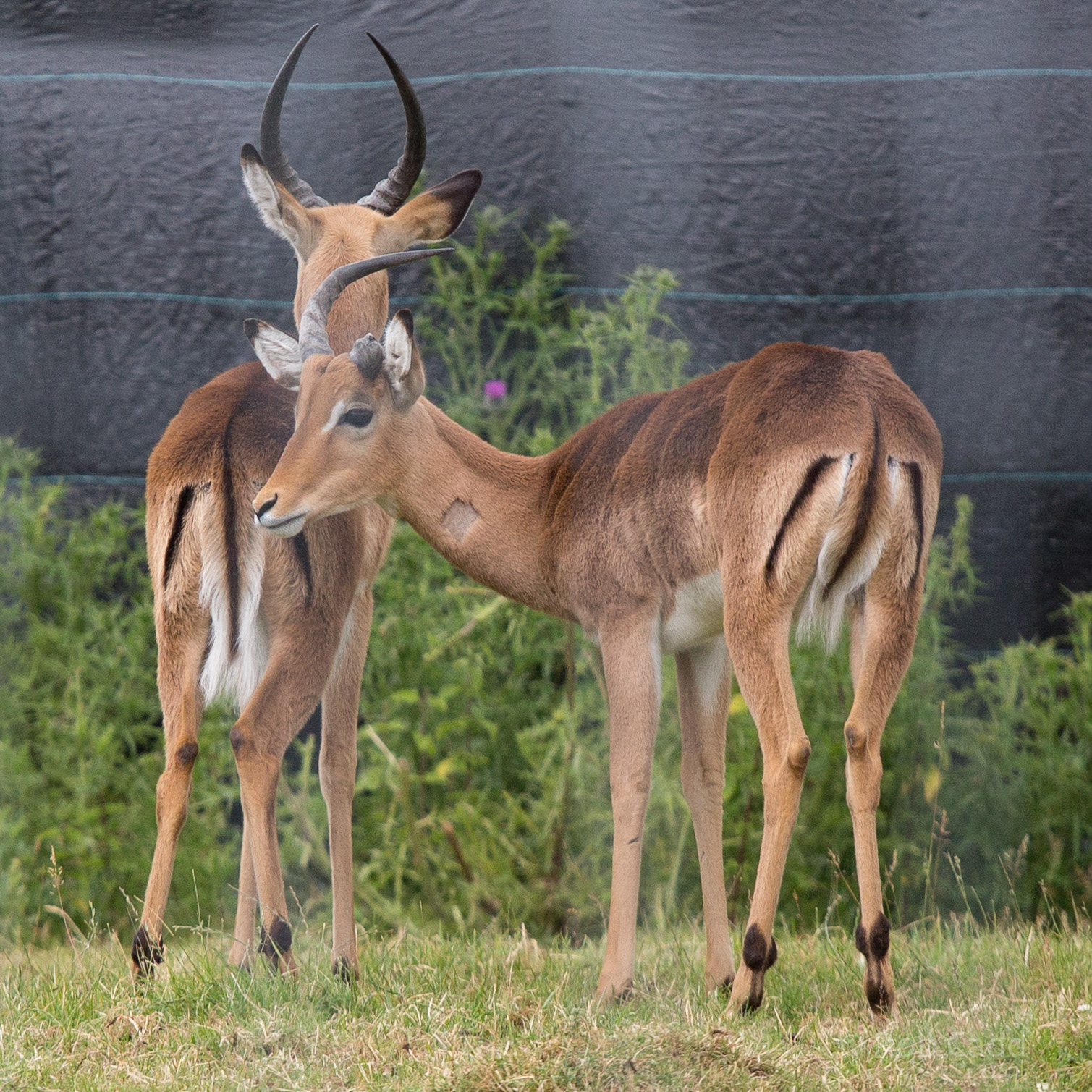 Impala : Whipsnade : 29 Jun 2014