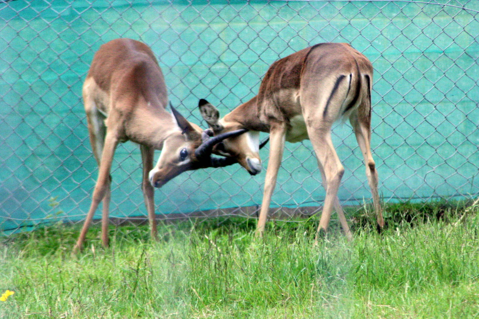 Impala; Whipsnade; 31st May 2014