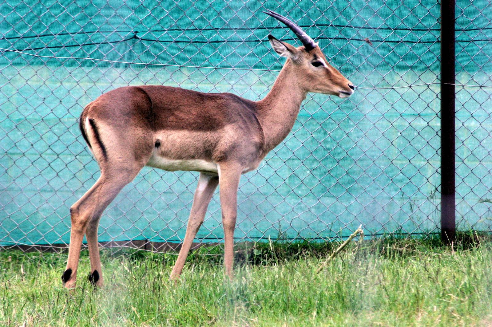 Impala; Whipsnade; 31st May 204