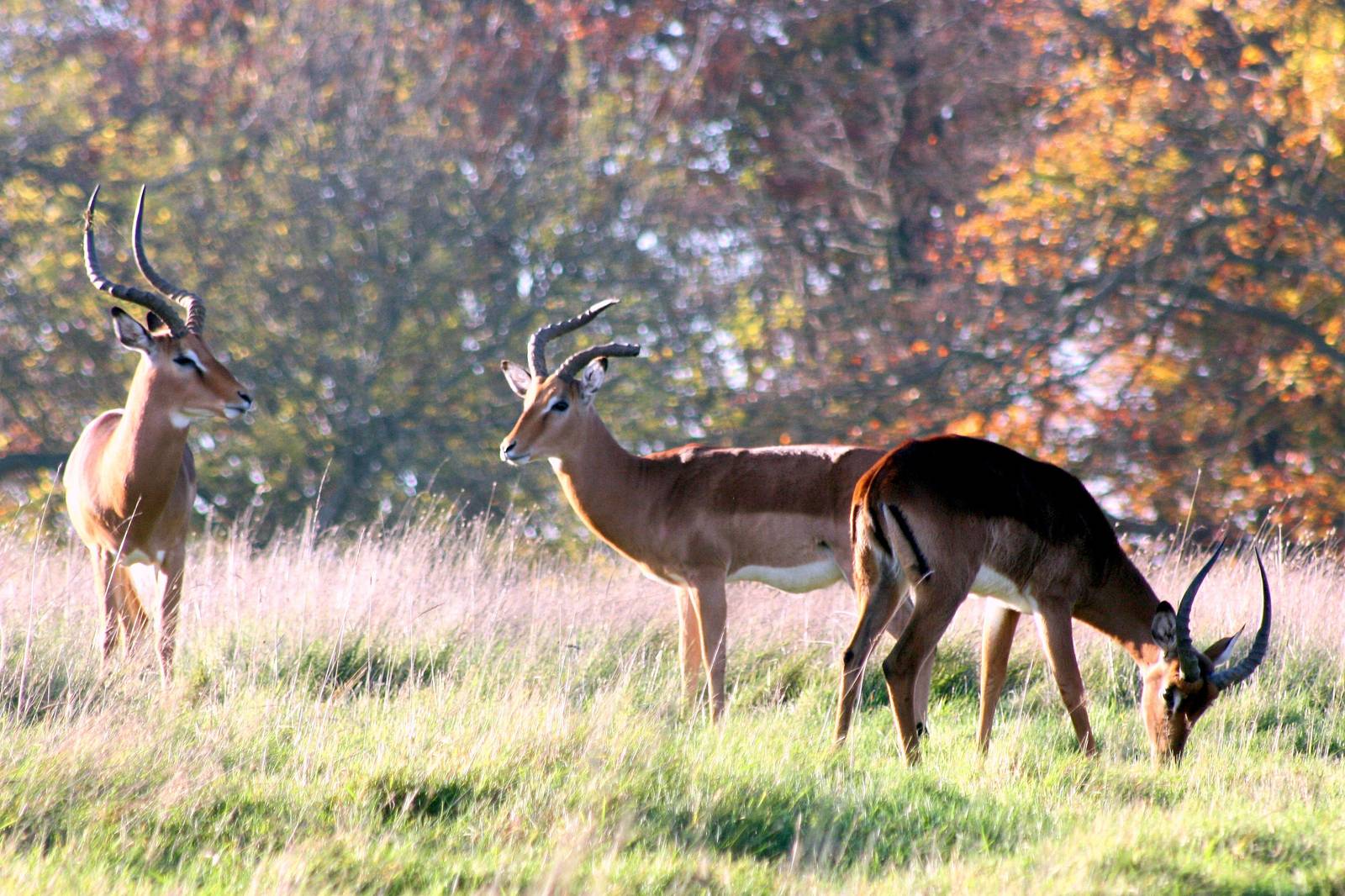 Impala; Whipsnade; 31st October 2015