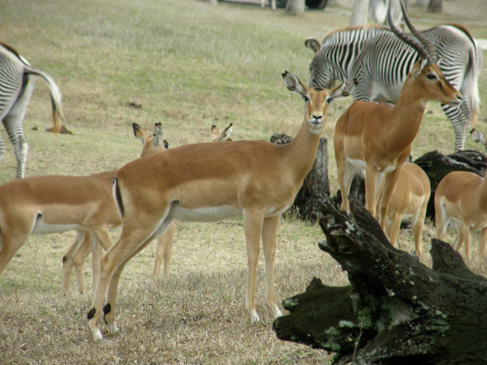 impala