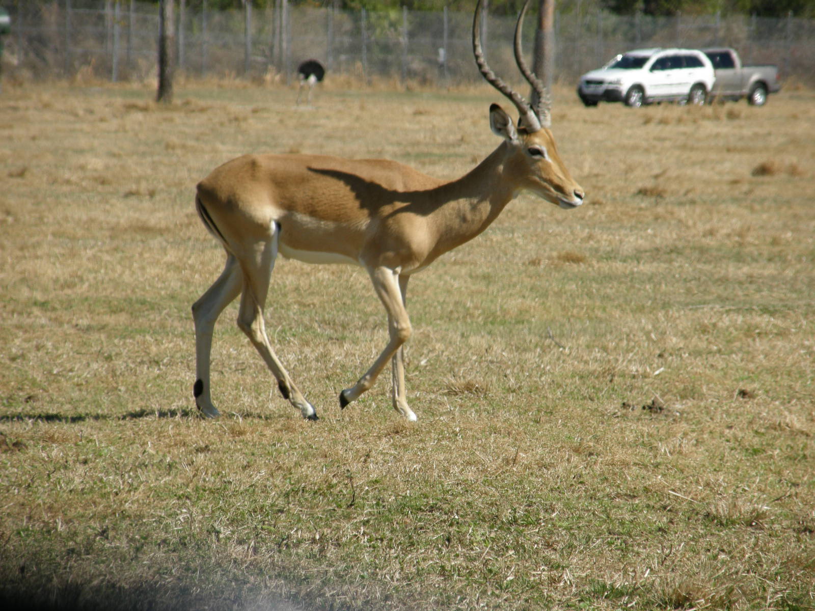 impala