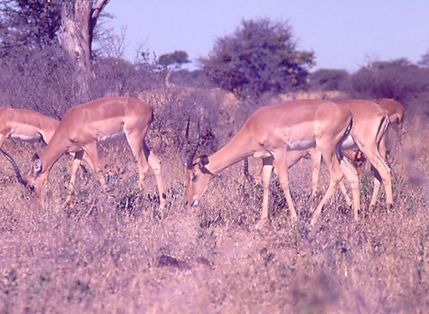 Impala