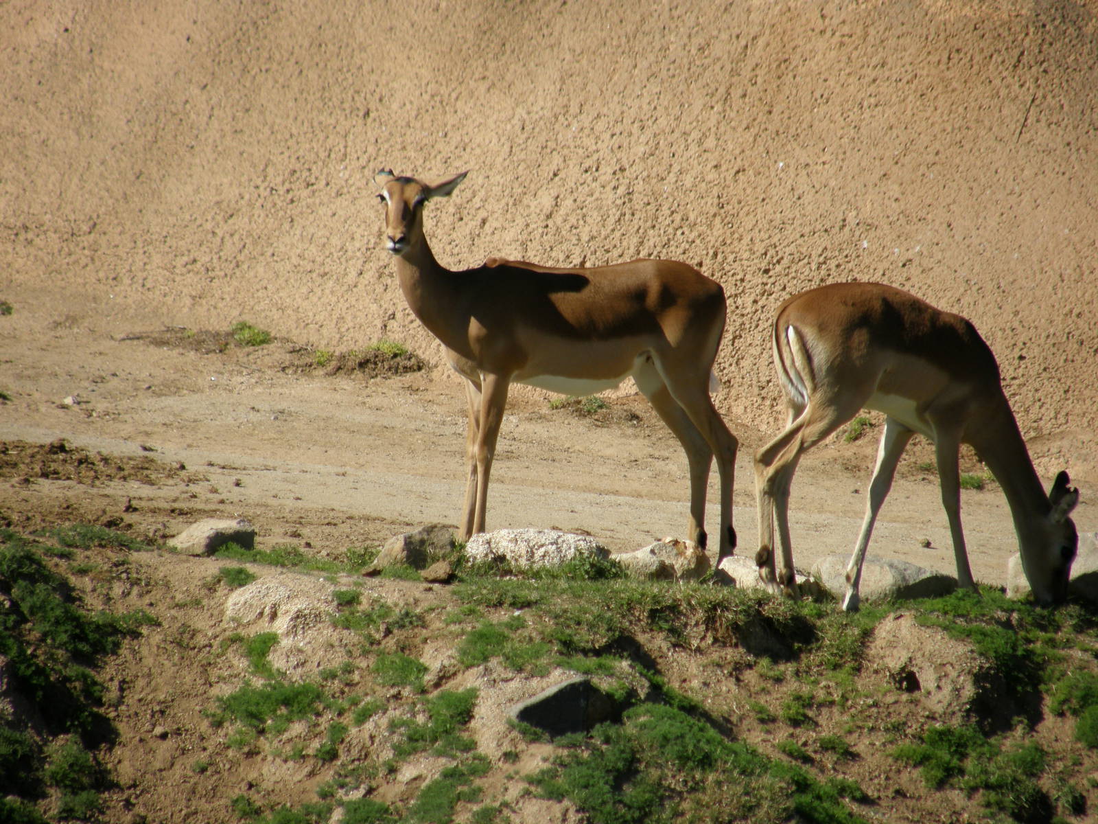 impala