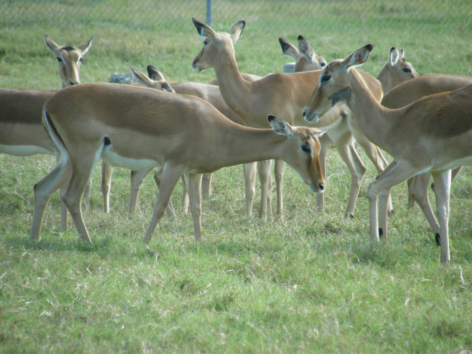 impala
