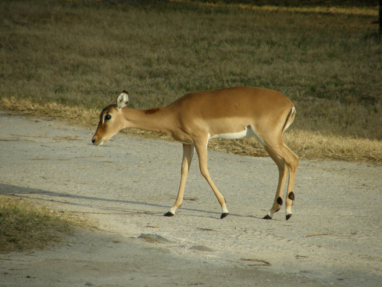 impala