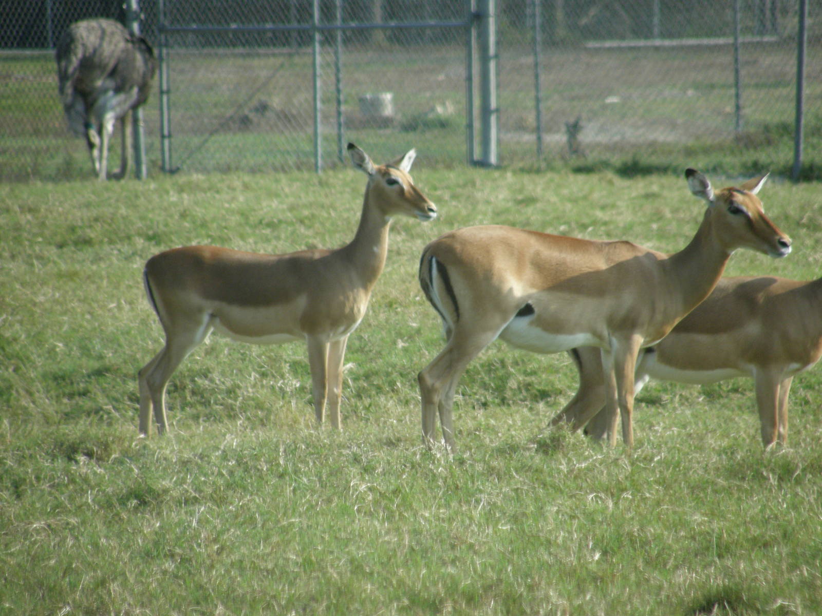 impala