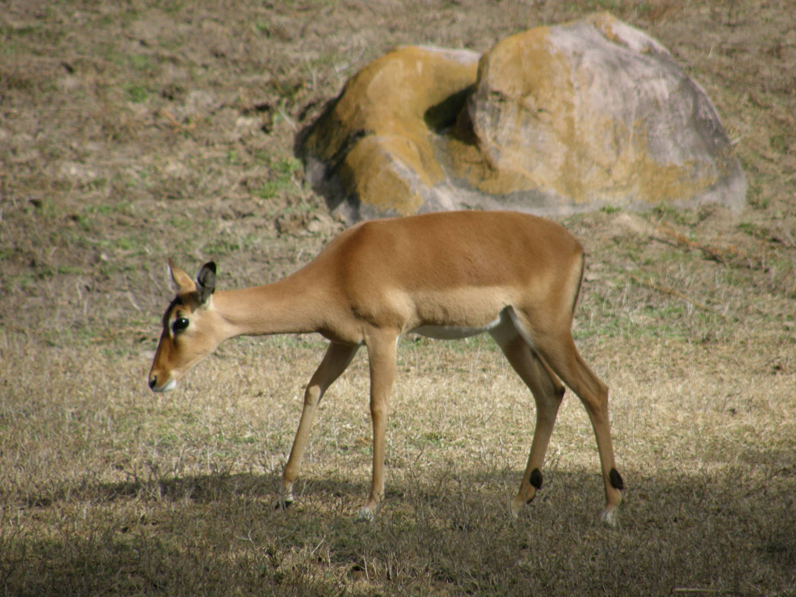 impala