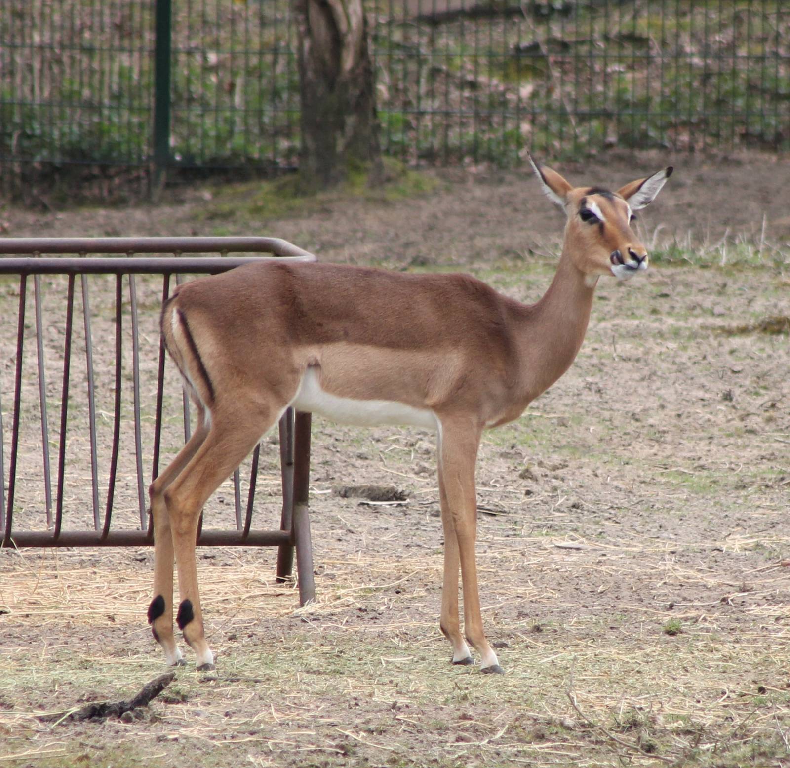 Impala