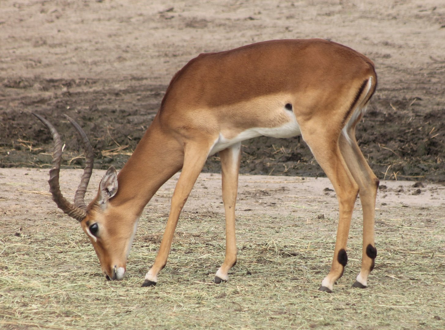 Impala