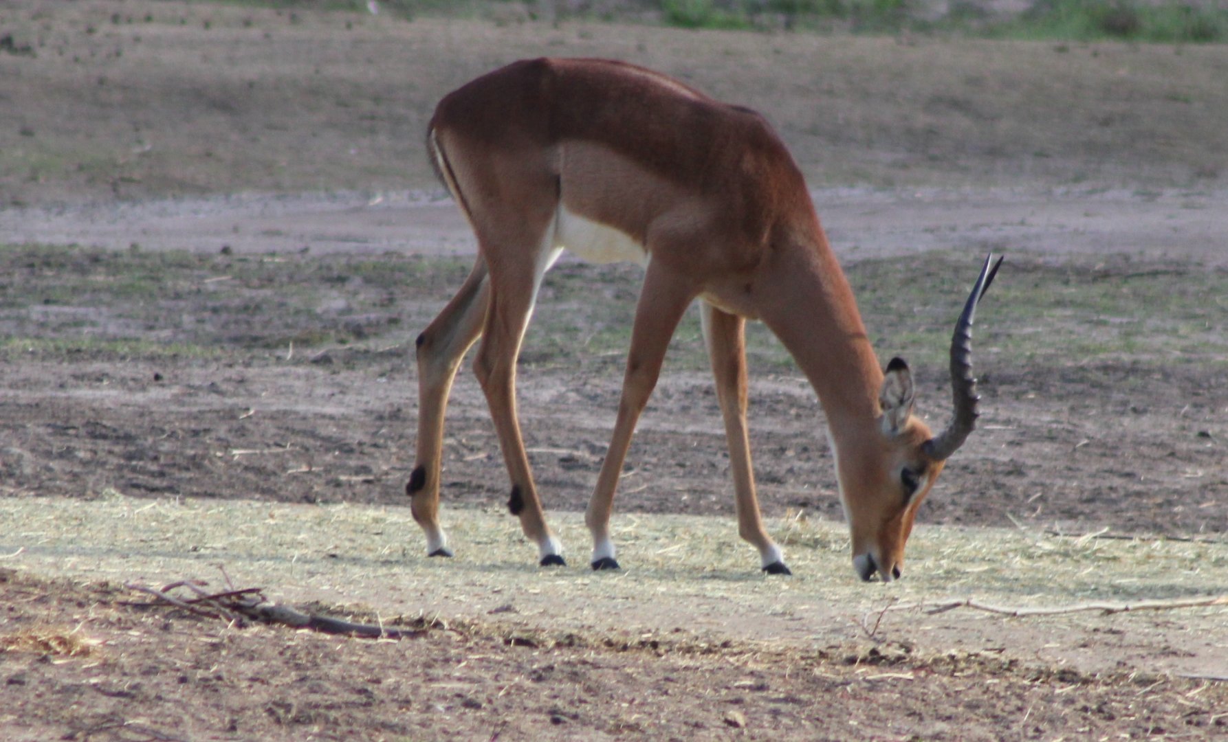 Impala