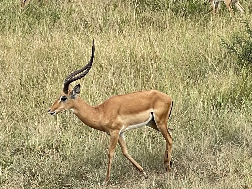 Impala