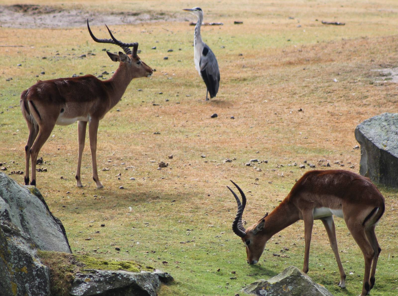 Impalas and heron