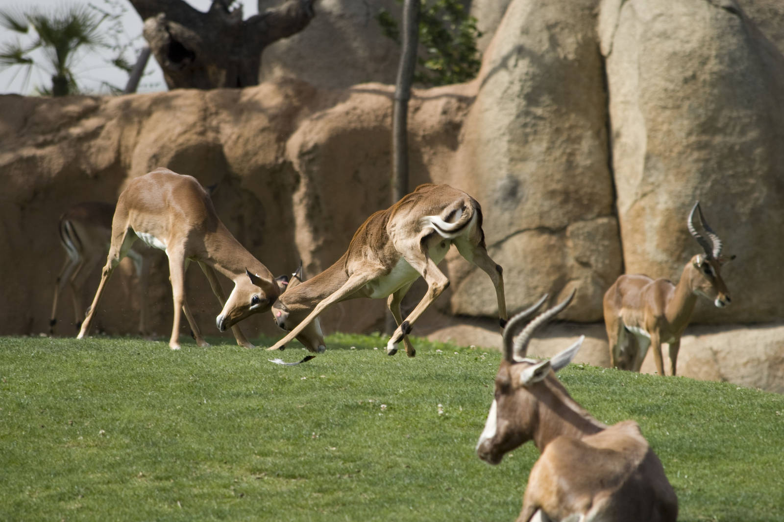 Impalas fighting at Bioparc Valencia, Spain