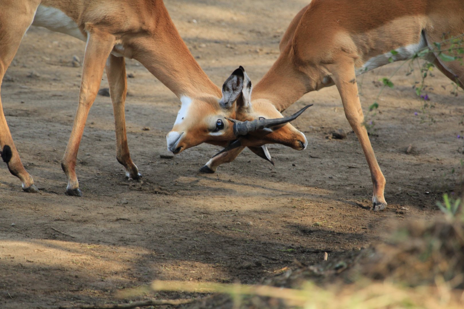 Impalas - Lake Nakuru NP (September 2018)