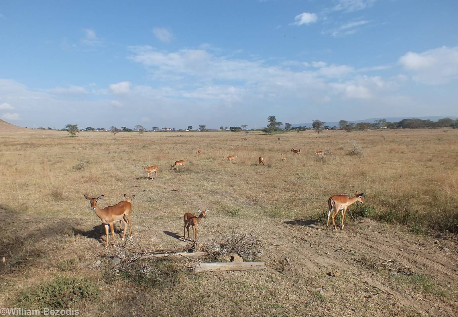 Impalas - Lake Nakuru