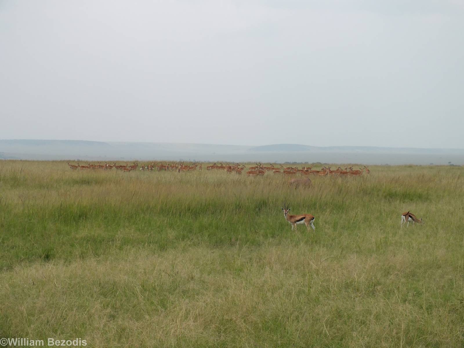 Impalas, Thomson's Gazelles, and a Topi - Maasai Mara