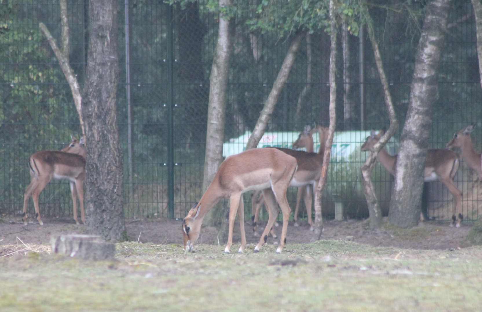 Impalas